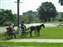 0469 - Horse and carriage ride